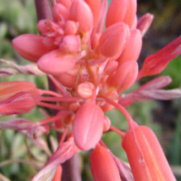 HESPERALOE PARVIFLORA