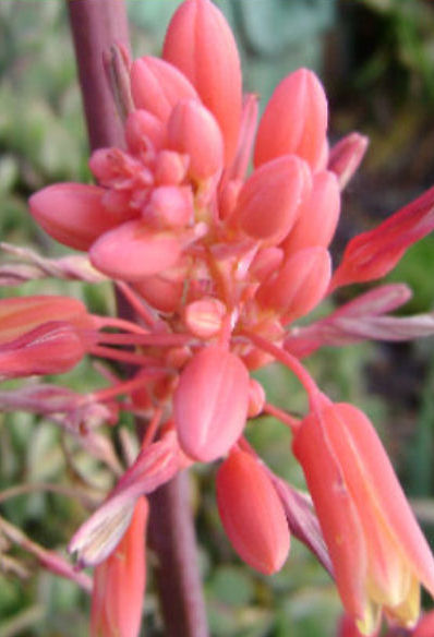 HESPERALOE PARVIFLORA