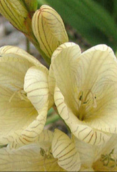 TRITONIA GLADIOLARIS