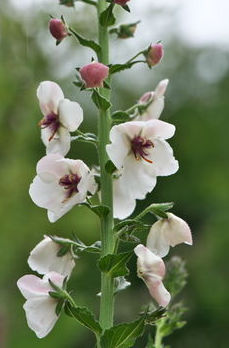 VERBASCUM BLATTARIA F. ALBIFLORUM