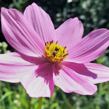 COSMOS PEUCEDANIFOLIUS