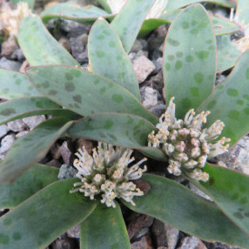 LACHENALIA PUSILLA