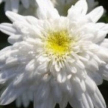LEUCANTHEMUM DOUBLE WHITE
