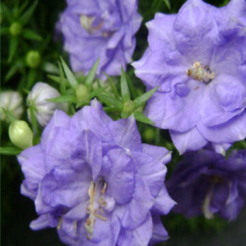 CAMPANULA ISOPHYLLA FLORE PLENO