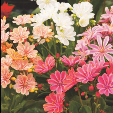 LEWISIA COTYLEDONIS – LUCKY DIP COLOURS