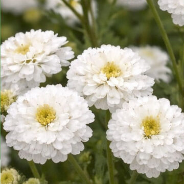 MATRICARIA TETRA WHITE