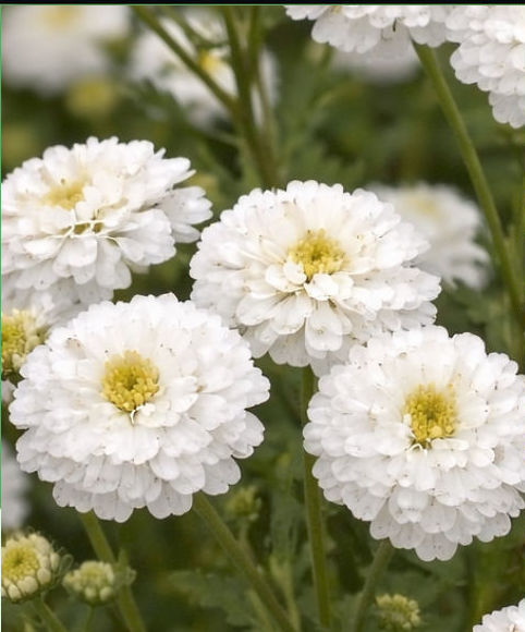 MATRICARIA TETRA WHITE