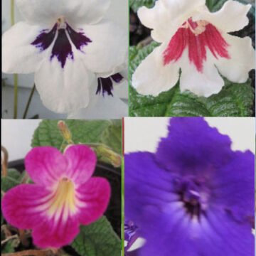 STREPTOCARPUS HYBRIDS – LUCKY DIP COLOURS