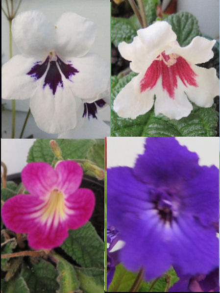 STREPTOCARPUS HYBRIDS - LUCKY DIP COLOURS