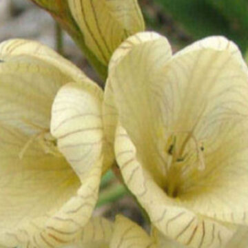TRITONIA GLADIOLARIS