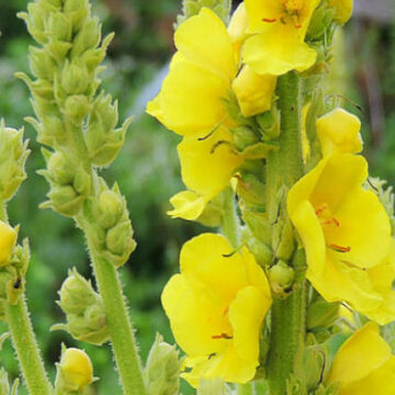 VERBASCUM THAPSUS