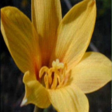 HABRANTHUS TUBISPATHUS