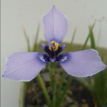HERBERTIA LAHUE