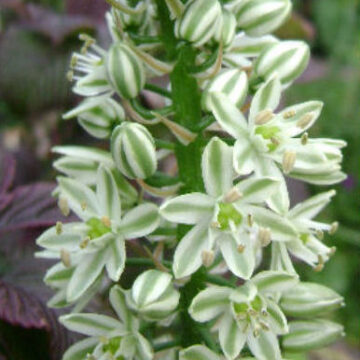 ORNITHOGALUM BRACTEATA
