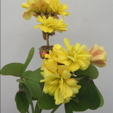 OXALIS COMPRESSA DOUBLE