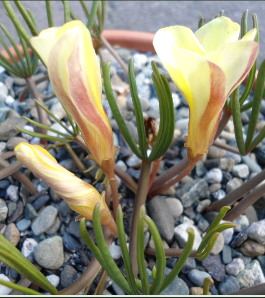 OXALIS FLAVA SOFT LEMON