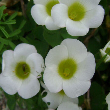 OXALIS PURPUREA ALBA