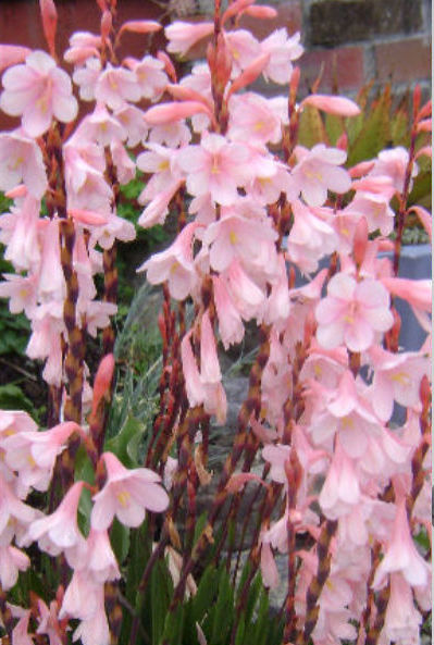 WATSONIA BREVIFOLIA