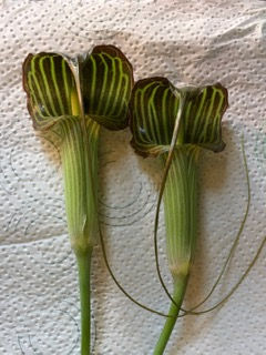 ARISAEMA CONSANGUINEUM
