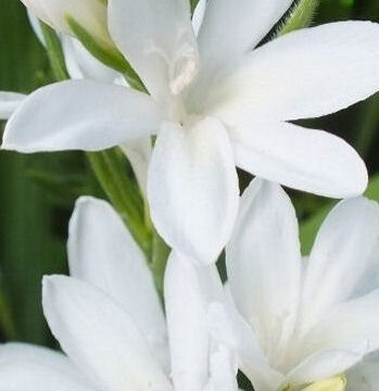 BABIANA WHITE