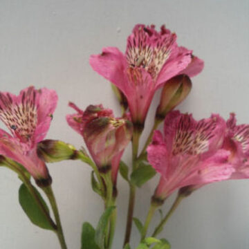 ALSTROEMERIA   PINK