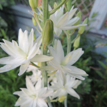 CAMASSIA LEICHTLINII – RARE DOUBLE