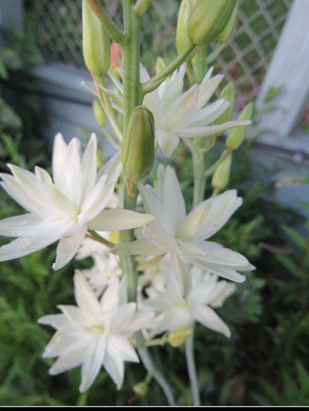 CAMASSIA LEICHTLINII - RARE DOUBLE