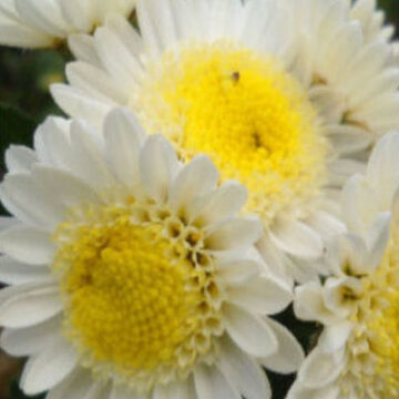 CHRYSANTHEMUM – WHITE SPRAY