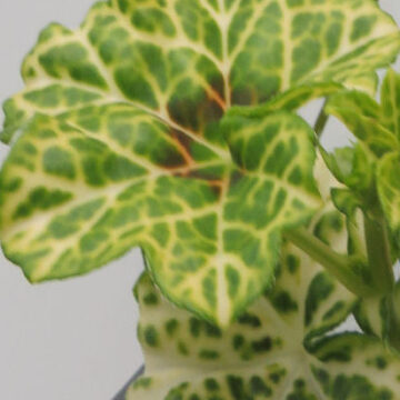PELARGONIUM PELTATUM CROCODILE