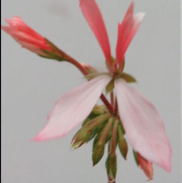 GERANIUM STELLA PEACH