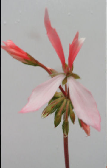 GERANIUM STELLA PEACH