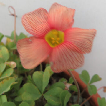 OXALIS OBTUSA PEACHY APRICOT