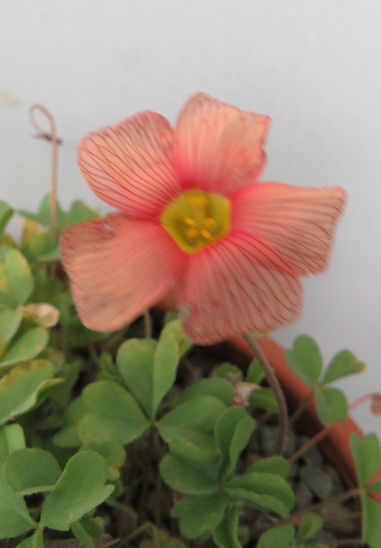 OXALIS OBTUSA PEACHY APRICOT