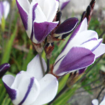 SPARAXIS WHITE & PURPLE