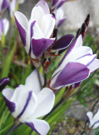 SPARAXIS WHITE & PURPLE