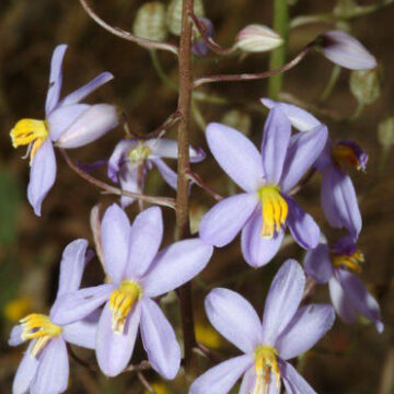 CYANELLA HYACINTHOIDES