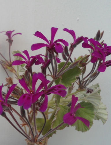 PELARGONIUM RENIFORME