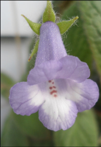 EUCODONIA VERTICILLATA