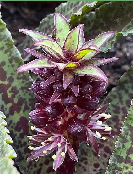 EUCOMIS FRECKLES