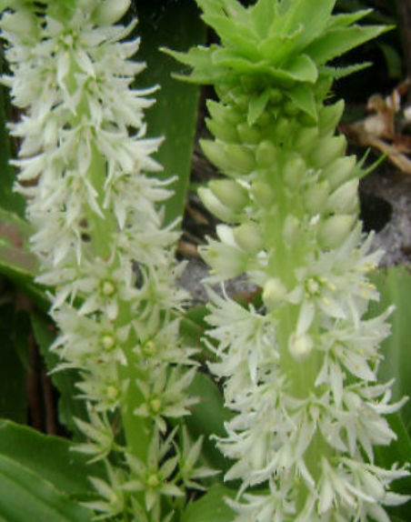 EUCOMIS ZAMBESIACA
