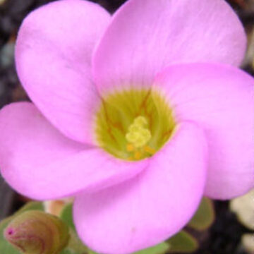 OXALIS INOPS