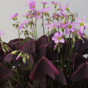 OXALIS SPECIES – PURPLE FOLIAGE