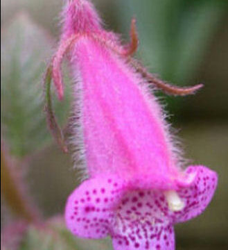 SEEMANNIA GYMNOSTOMA