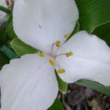 TRADESCANTIA ANDERSONIANA ALBA