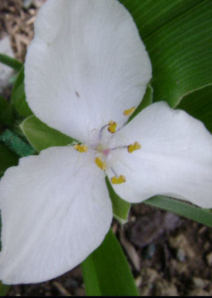 TRADESCANTIA ANDERSONIANA ALBA