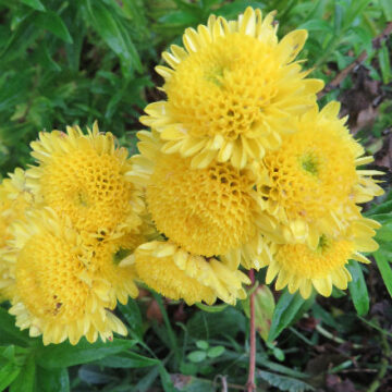 CHRYSANTHEMUM – YELLOW SPRAY