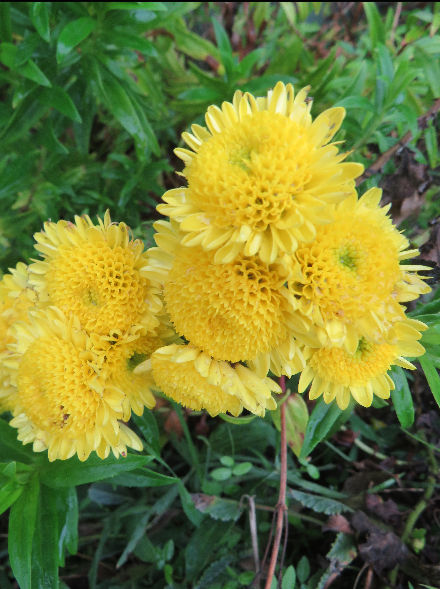 CHRYSANTHEMUM - YELLOW SPRAY