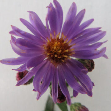 ASTER NOVI BELGII COOMBES VIOLET
